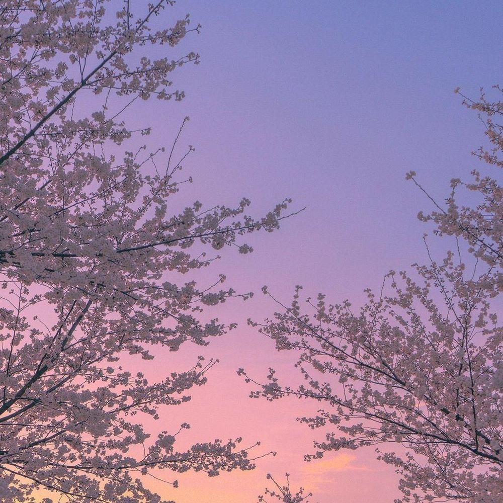 blossom_cherry OnlyFans profile picture
