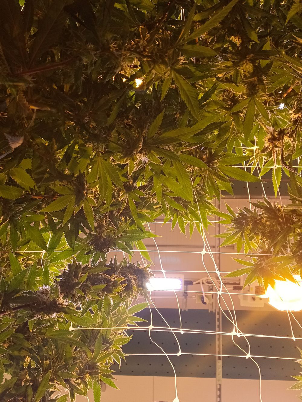 cannaseasmagick OnlyFans profile picture