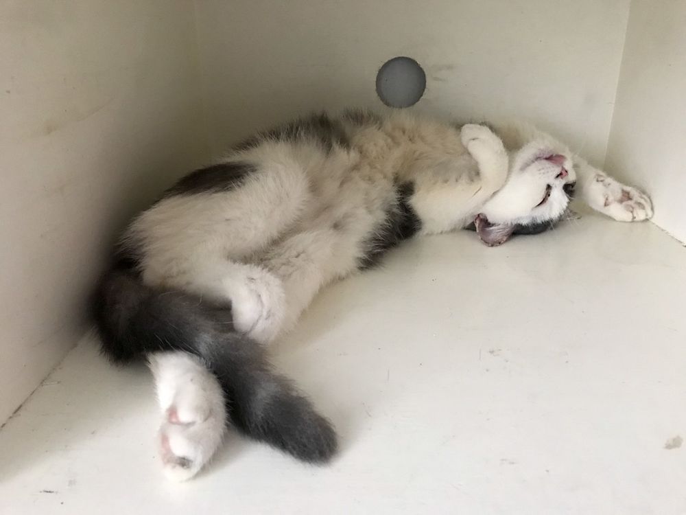 meenmeow OnlyFans profile picture
