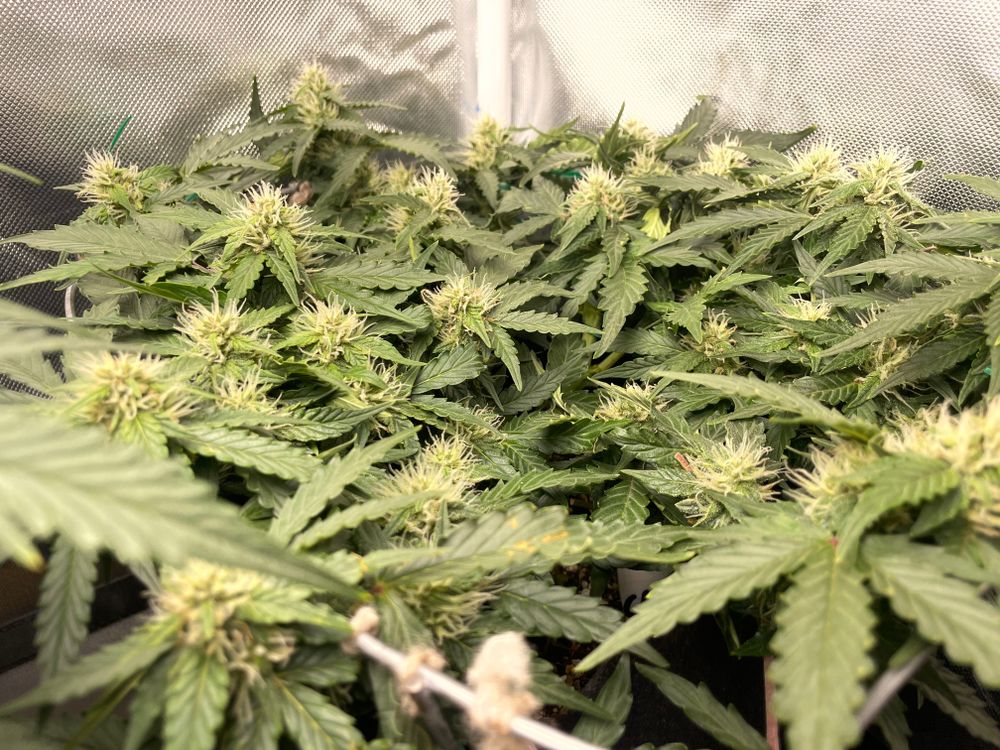 plantdadee420 OnlyFans profile picture