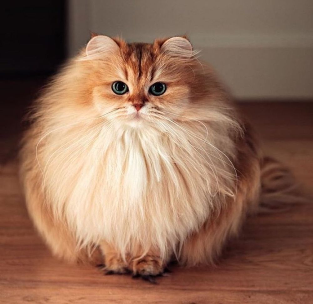 mycatclub OnlyFans profile picture