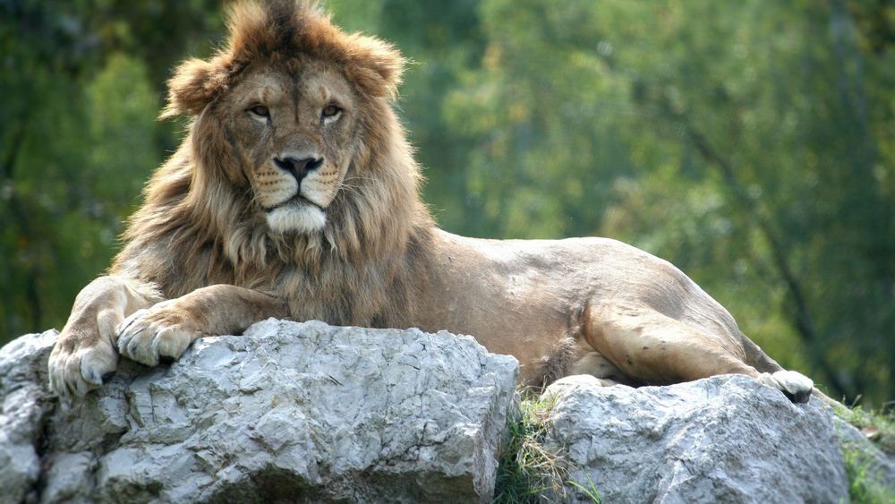 mufasa22 OnlyFans profile picture