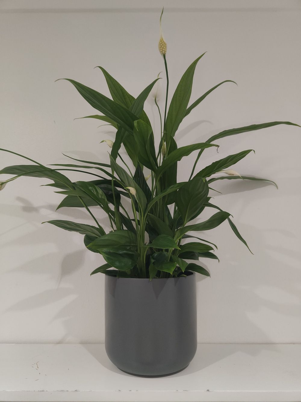 s1uttyshrubbery OnlyFans profile picture