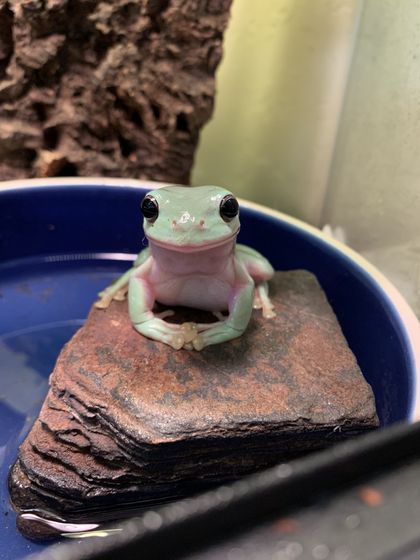 only-frogs OnlyFans picture