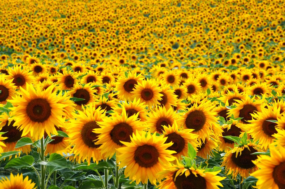 sunflowerbeauty1530 OnlyFans profile picture