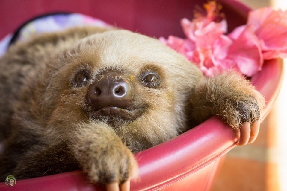 the_queen_of_sloth OnlyFans profile picture