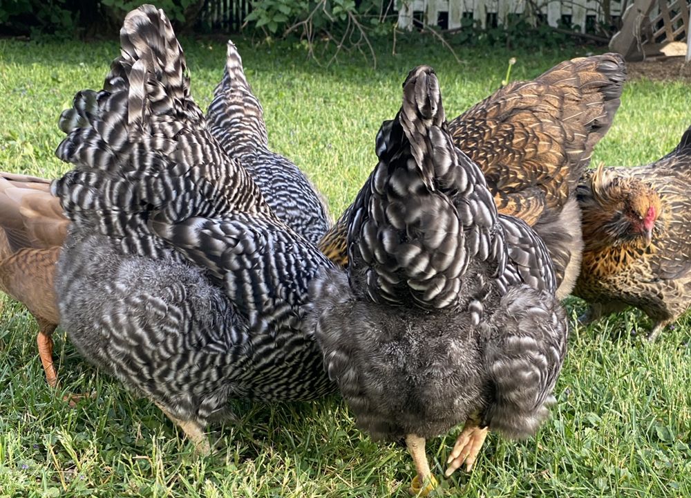 the.mr.chicken OnlyFans profile picture