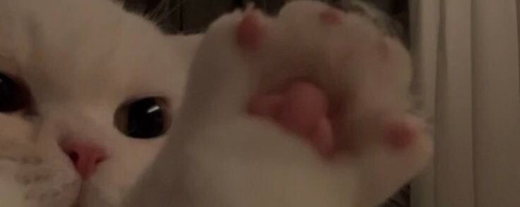 avaaricci OnlyFans profile picture