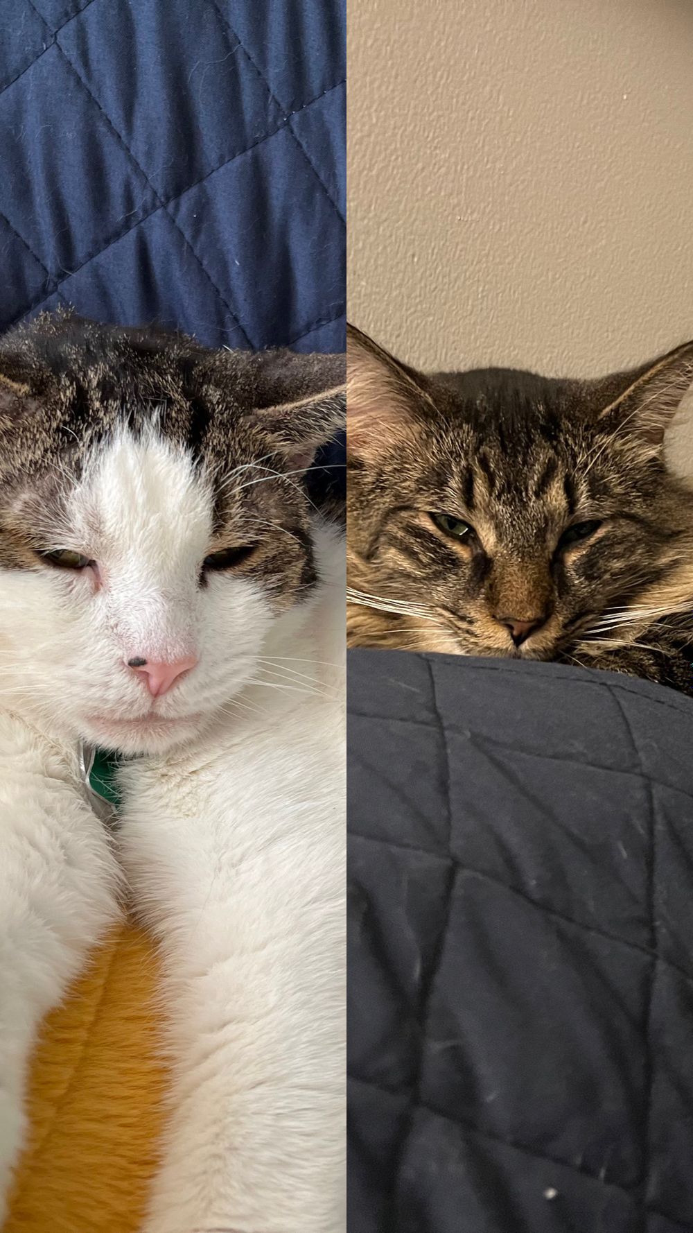 peppermickey OnlyFans profile picture