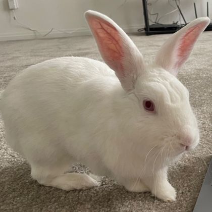 ivyends OnlyFans picture