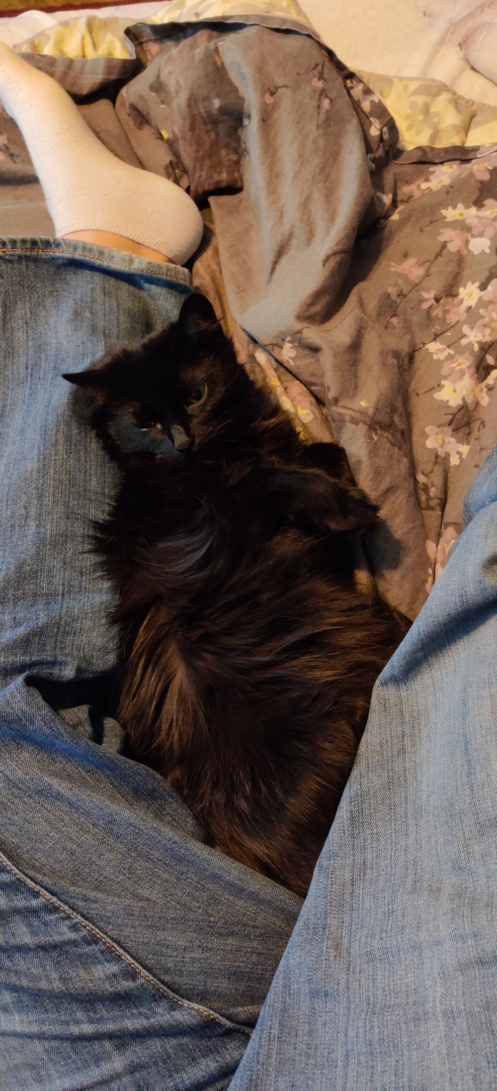 izzathecat OnlyFans profile picture