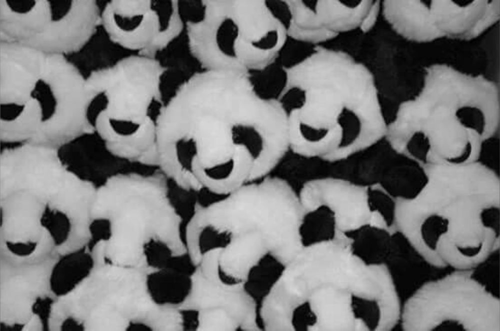 ireallylikepandas OnlyFans profile picture