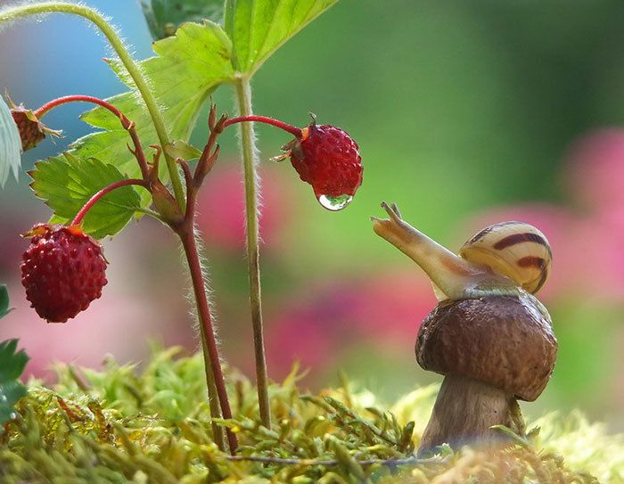 mylittlesnail OnlyFans profile picture