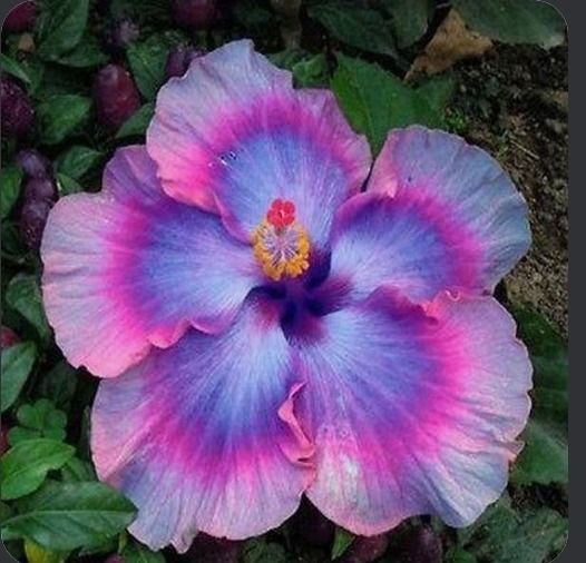 wildflowerv OnlyFans profile picture