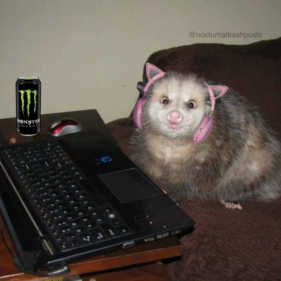 shibagirl OnlyFans profile picture