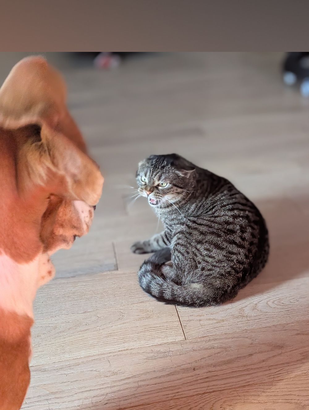 justpets OnlyFans profile picture