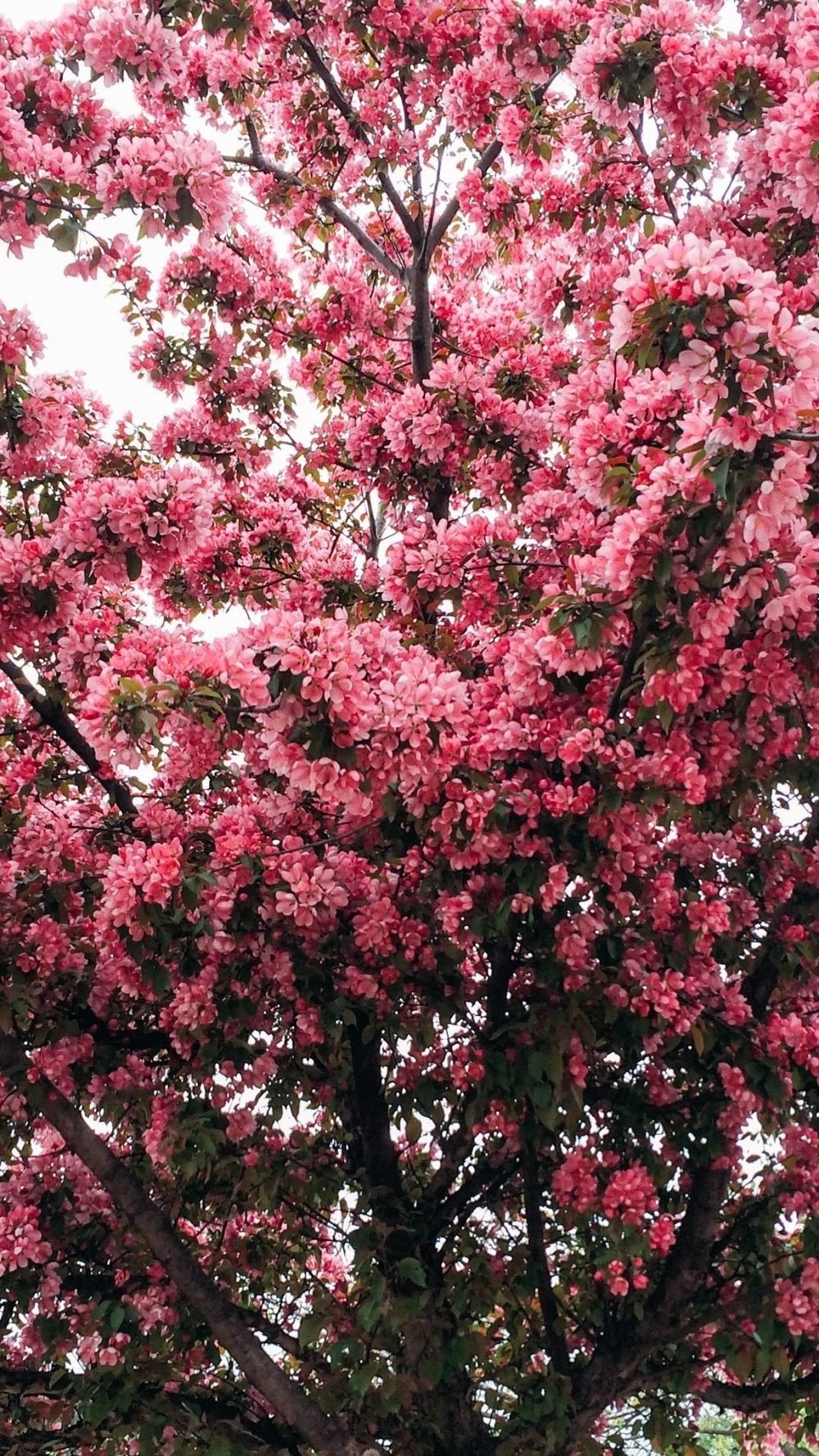 blossom4cherry OnlyFans profile picture