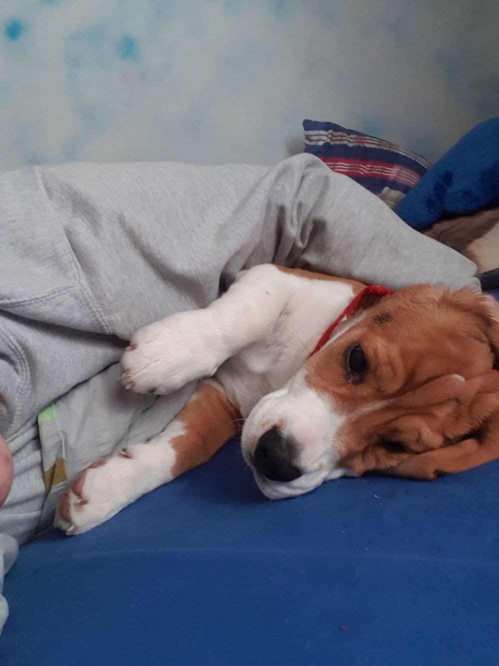 pumpkinthebeagleboy OnlyFans profile picture