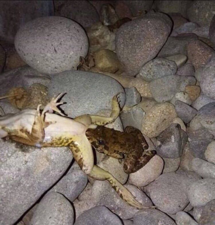 grandpafrog OnlyFans profile picture