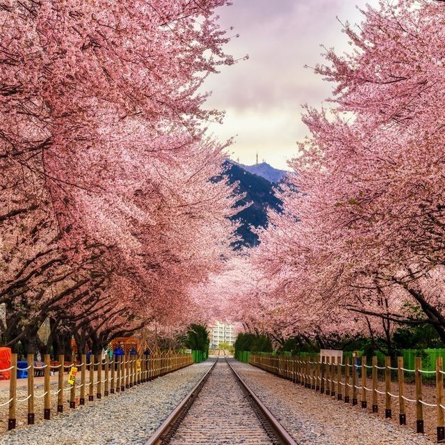 cherry_blossom_tree1 OnlyFans profile picture