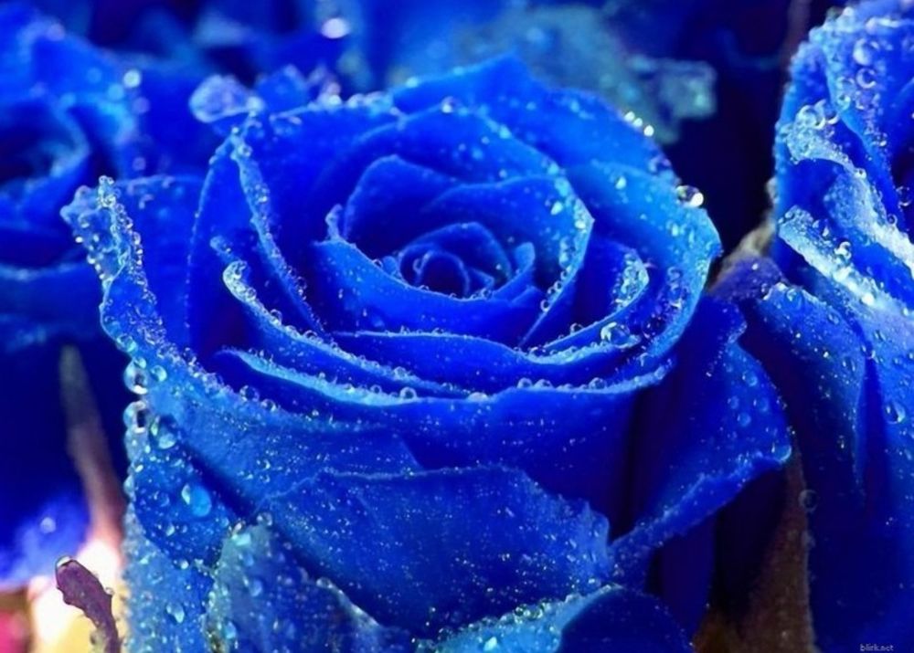 roseesor OnlyFans profile picture