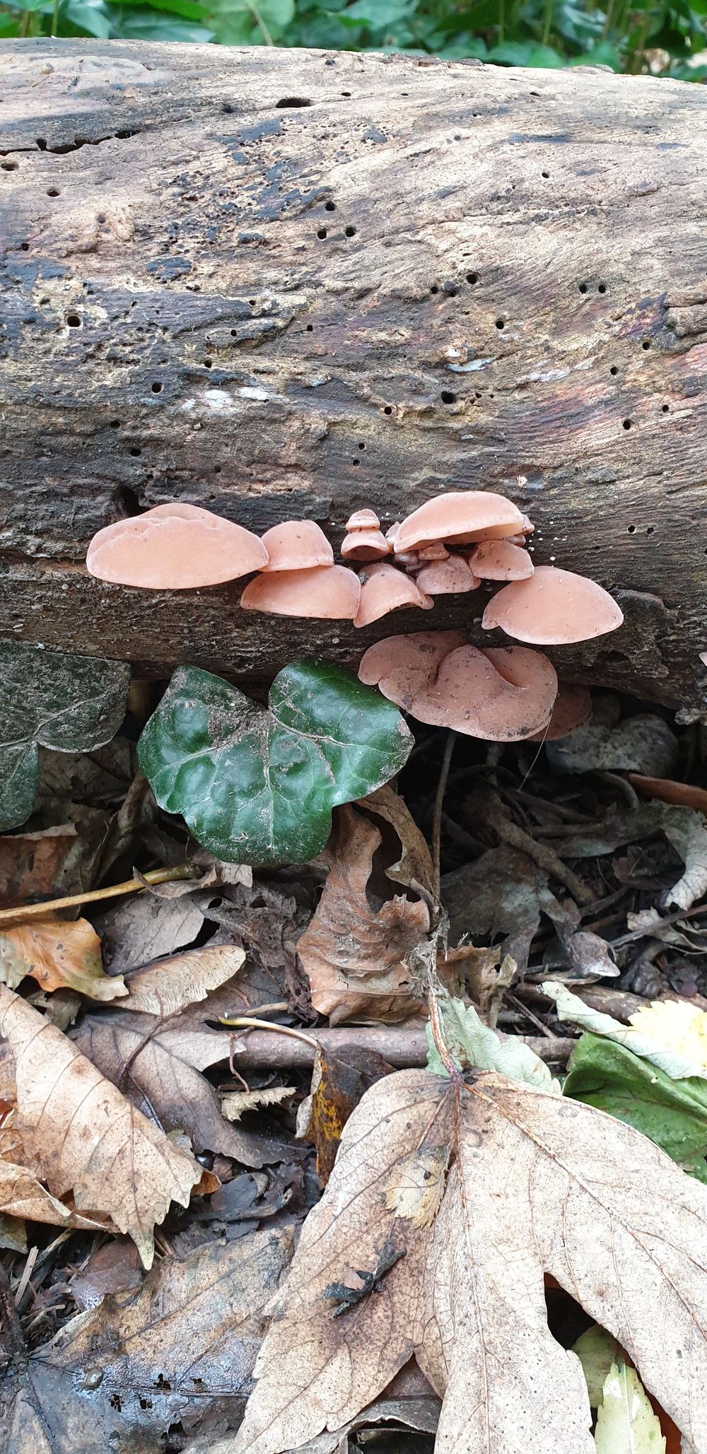mollymushroom OnlyFans profile picture