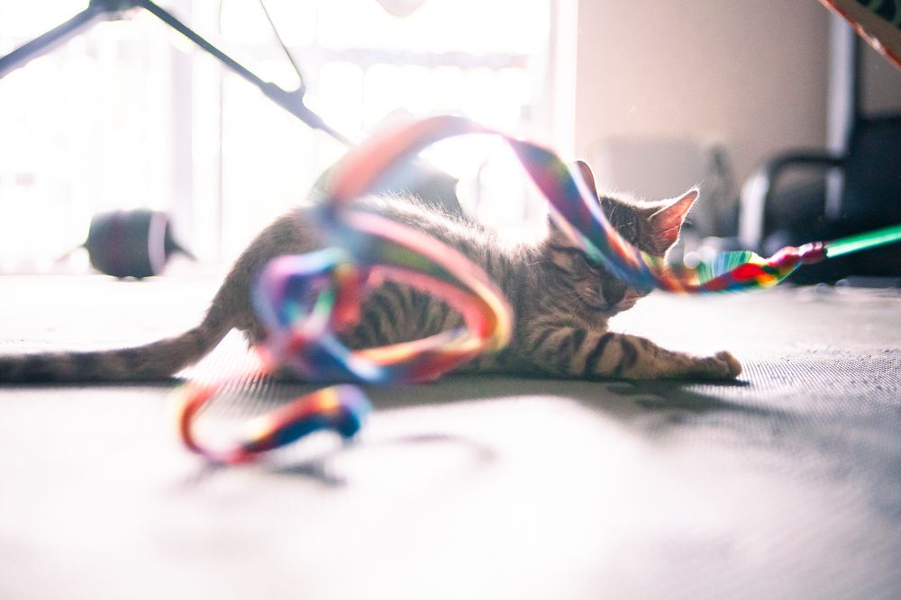 fosterkittendad OnlyFans profile picture