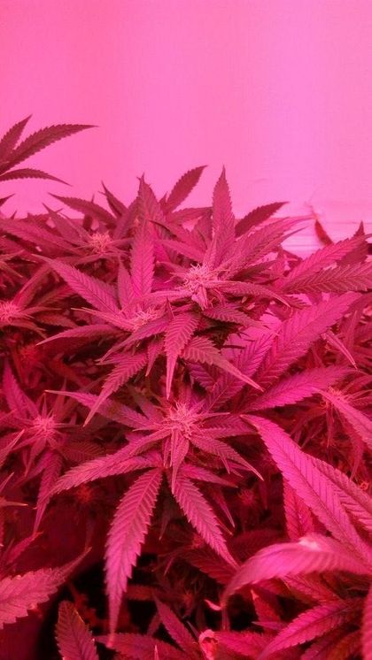 goldfish420 OnlyFans picture