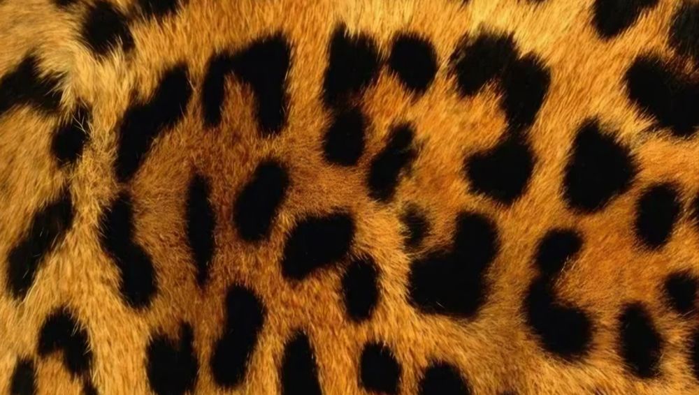 zassy OnlyFans profile picture