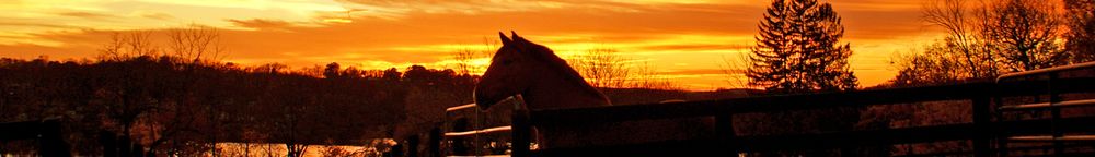 save_a_horse OnlyFans profile picture