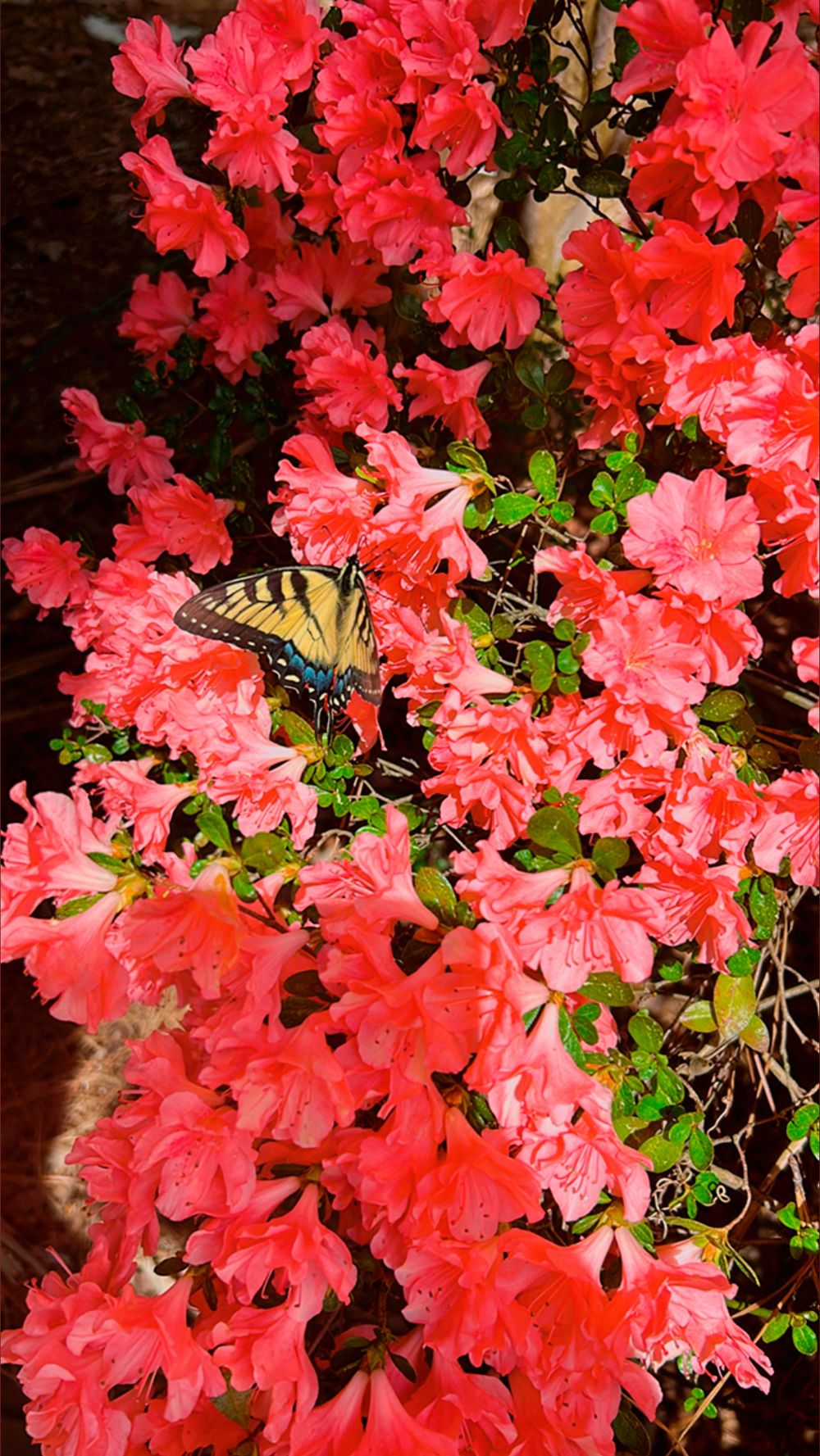 cash_out_cali OnlyFans profile picture