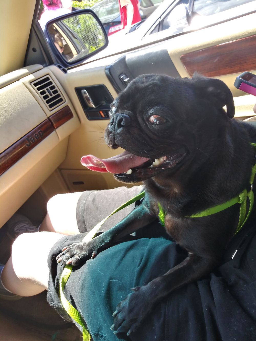 thatpuglife OnlyFans profile picture