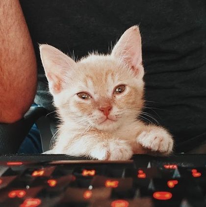 fosterkittendad OnlyFans picture