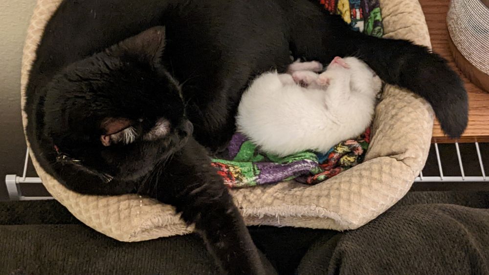 jackandthekittens OnlyFans profile picture