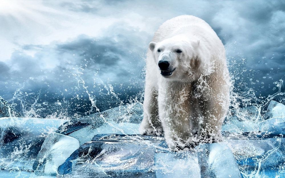 polarbear34 OnlyFans profile picture