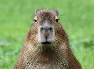 hoego OnlyFans profile picture