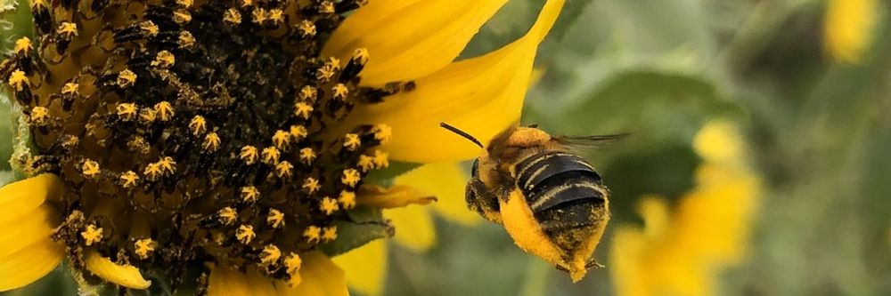 elgatomontes OnlyFans profile picture