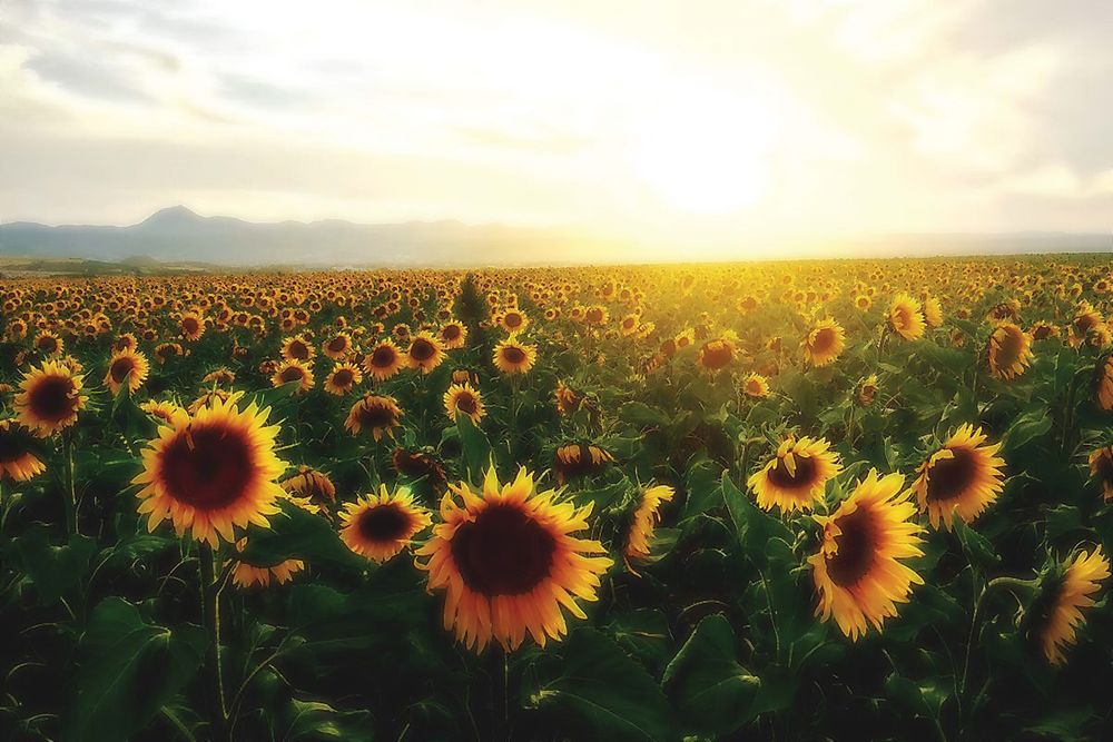 forbidden_sunflower OnlyFans profile picture