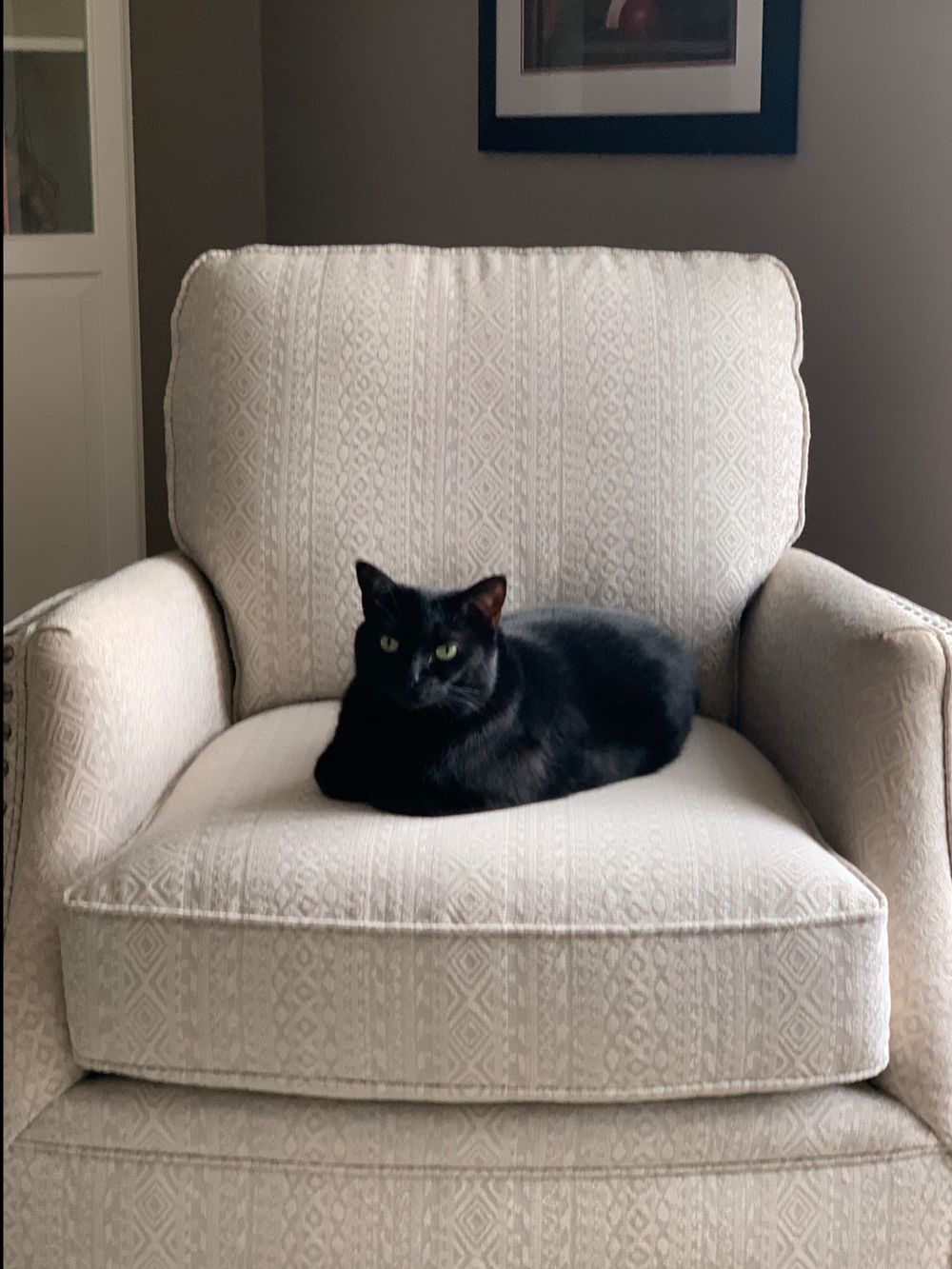 imacatbutnotreally OnlyFans profile picture