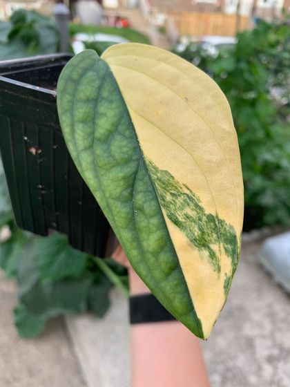 plantcareasmr OnlyFans picture