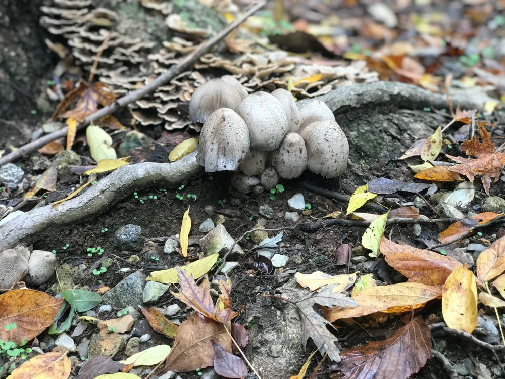 modestmushroom OnlyFans profile picture