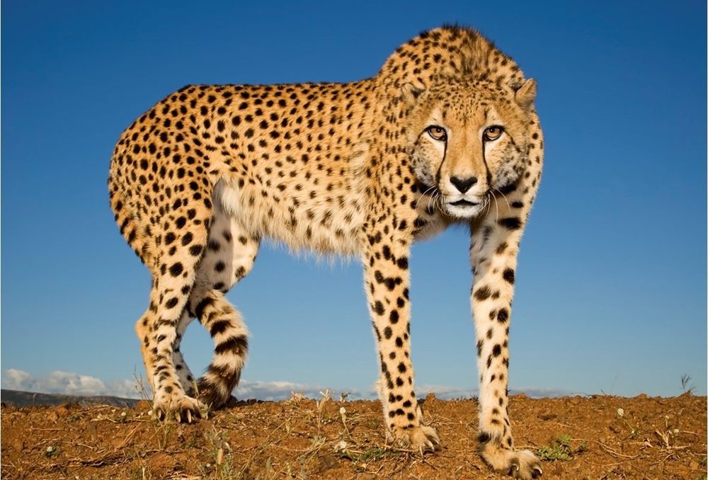 originalcheetah OnlyFans profile picture