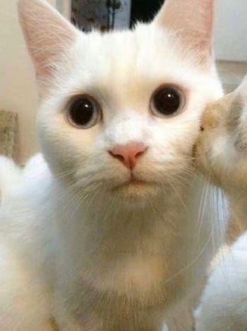 Your Babiboo