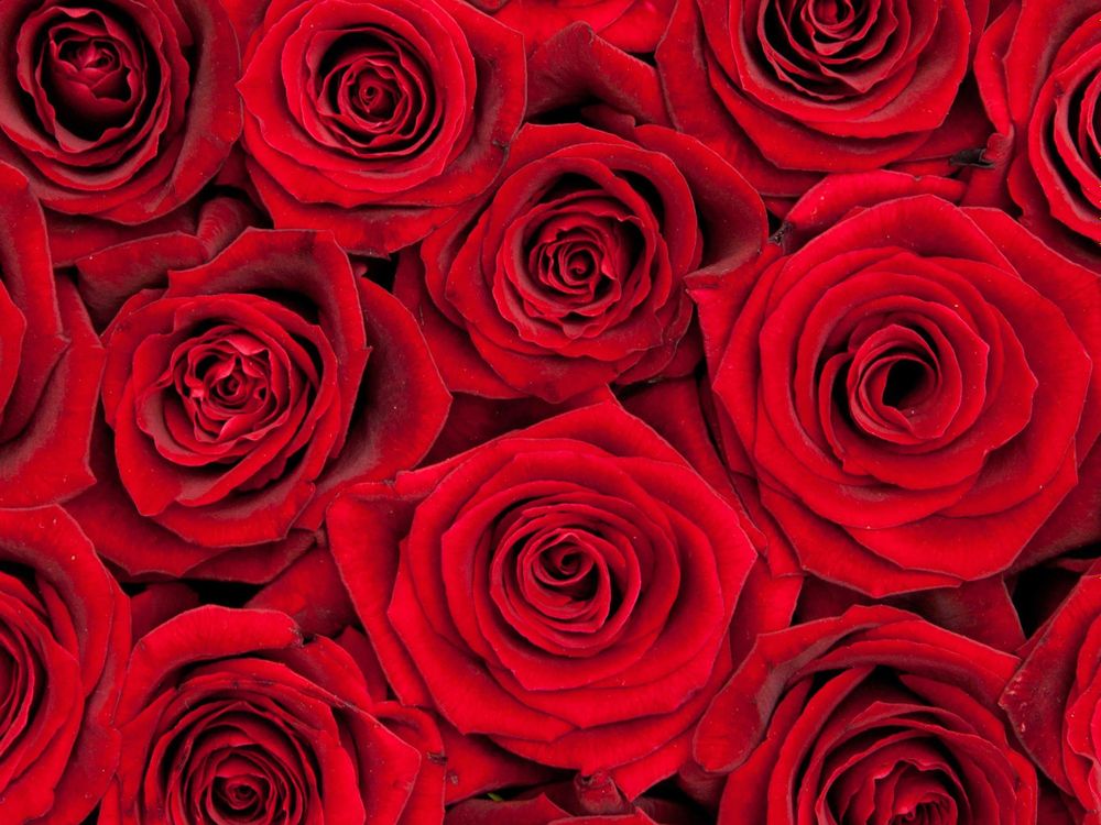 rosebudd OnlyFans profile picture