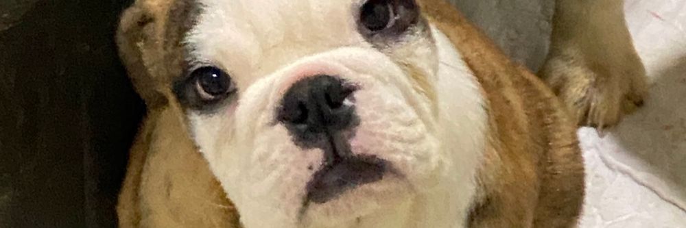 paulotejobulls OnlyFans profile picture
