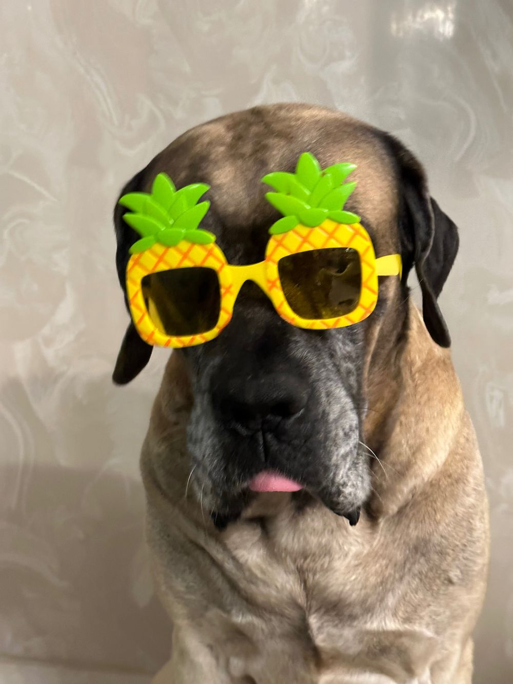 natashashubs OnlyFans profile picture