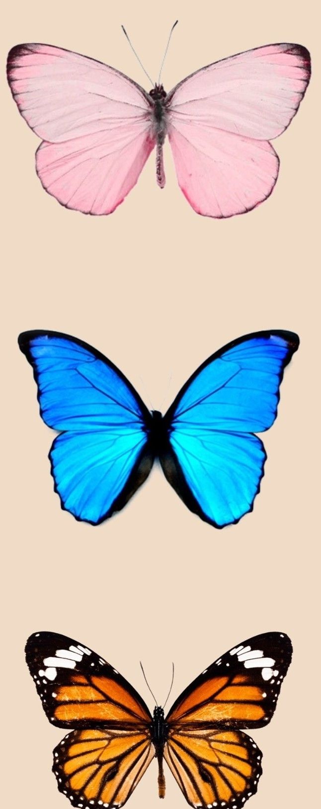 sashii_480 OnlyFans profile picture