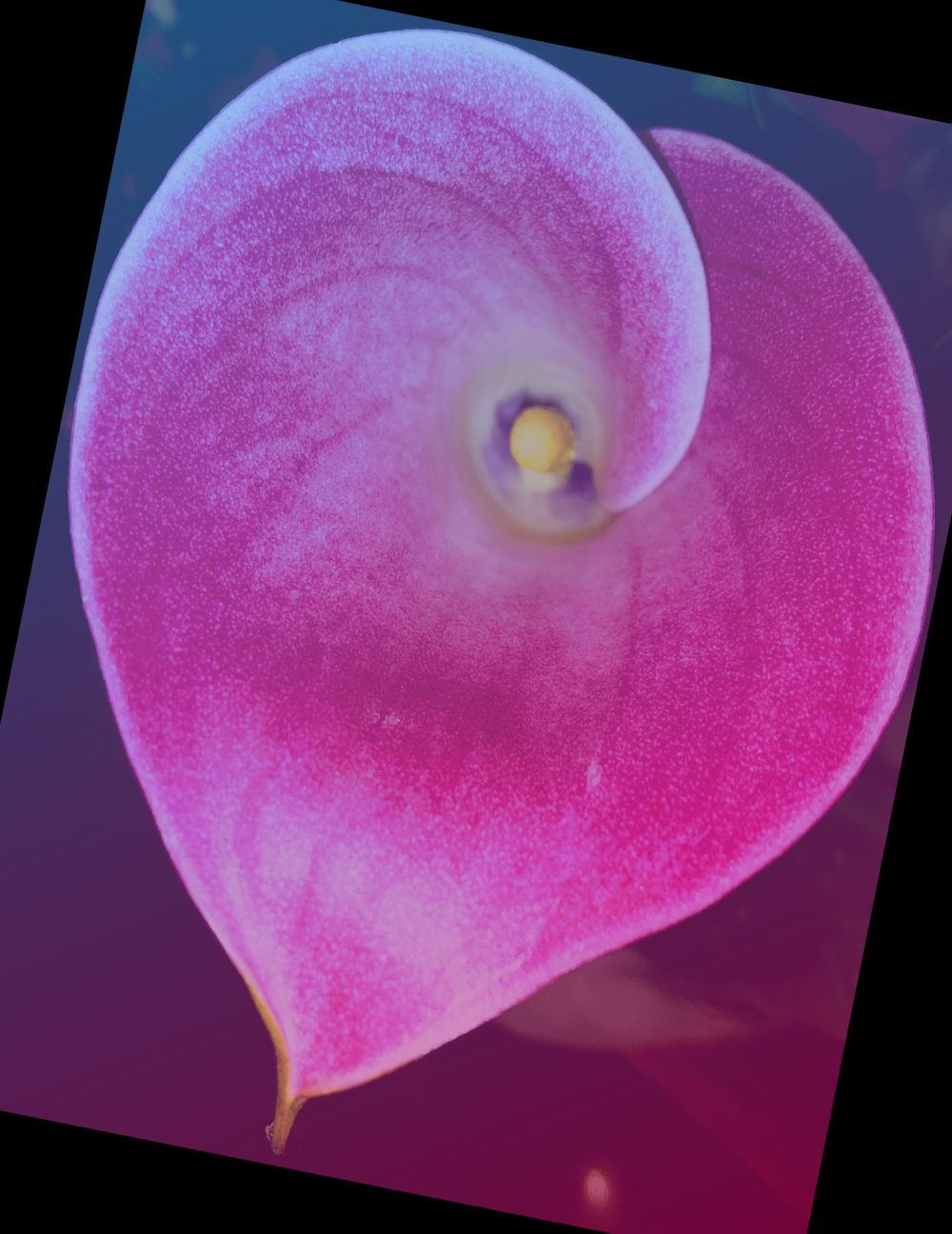 velvetbunny82 OnlyFans profile picture
