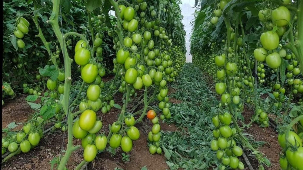 agriculturevalley OnlyFans profile picture