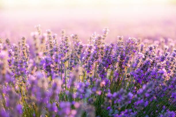 lavender_june OnlyFans profile picture